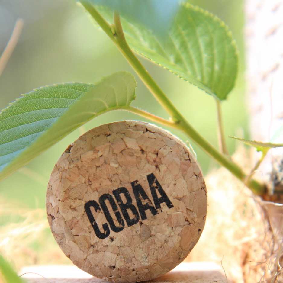 코바,cobaa